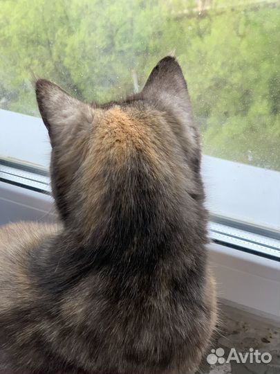 Кошка Хурмуша