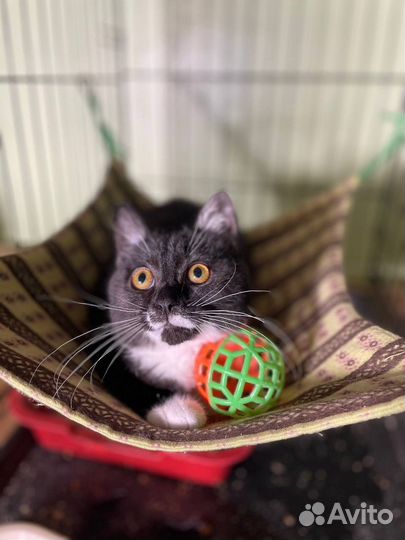 Кошка в дар