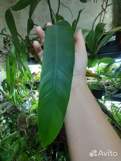 Филодендроны