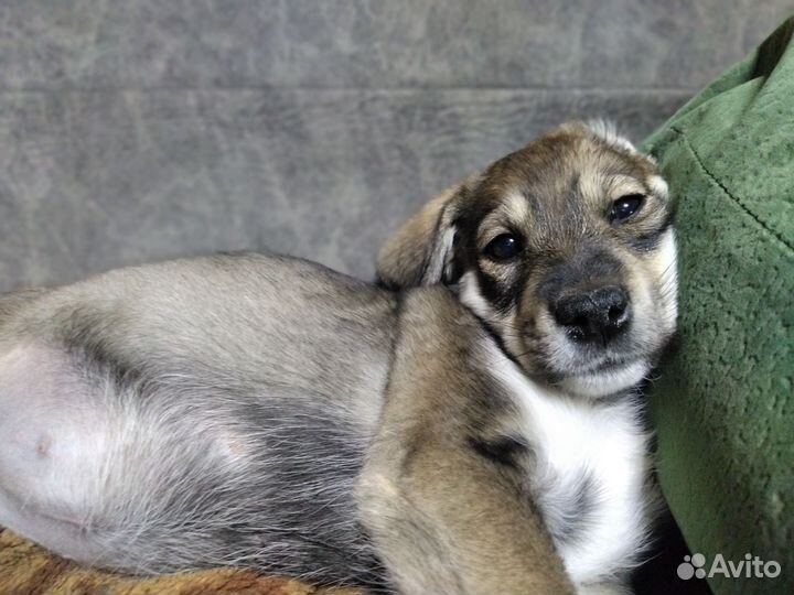 Спальчарка