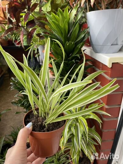 Хлорофитум