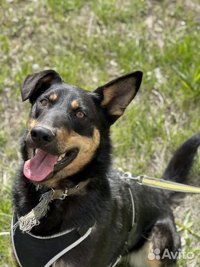 Собака из приюта