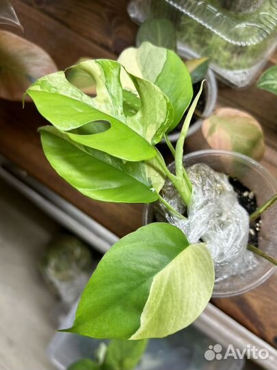 Рафидофора тетрасперма вариегатная