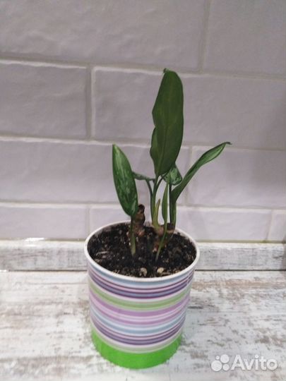 Аглаонема Треба