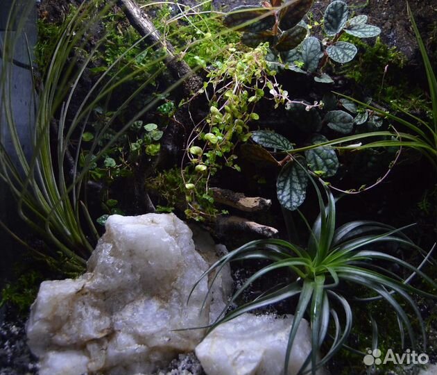 Террариум/флорариум