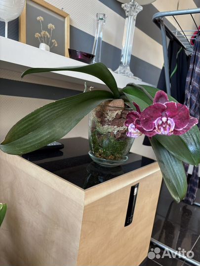 Орхидея фаленопсис