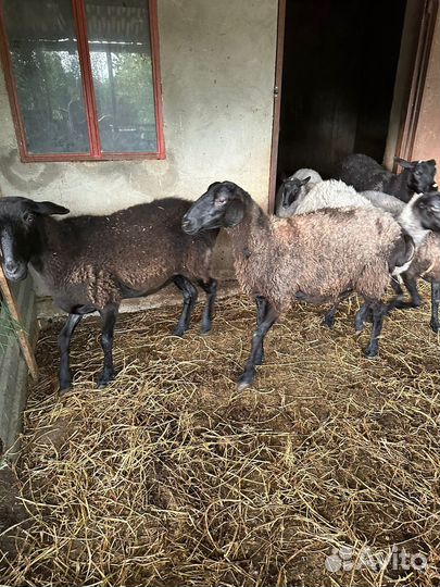 Овцы бараны