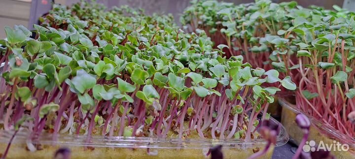 Микрозелень