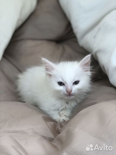 Котята в дар