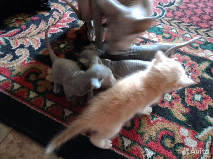 Донской сфинкс велюр котята