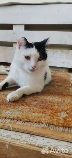 Кот бесплатно