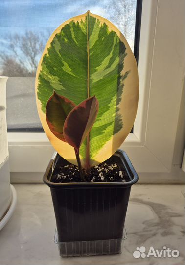 Фикус эластика тинеке