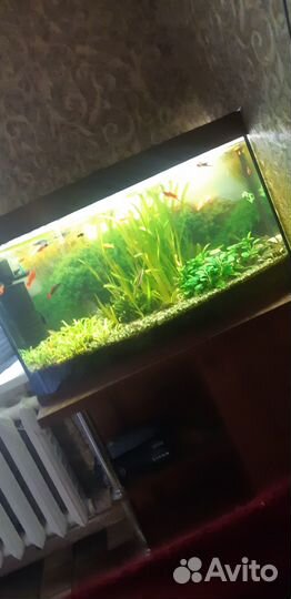 Аквариум