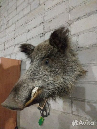 Чучело, голова кабана