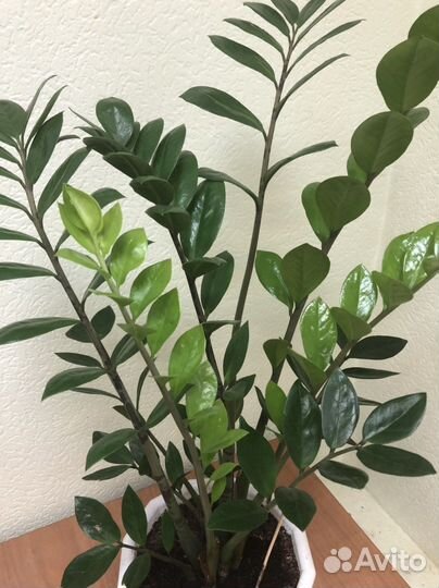 Замиокулькас