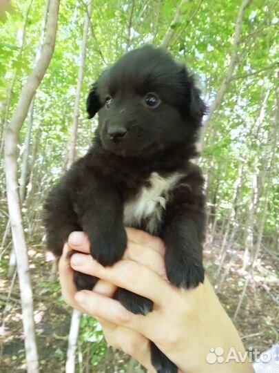 Возьмите меня в семью