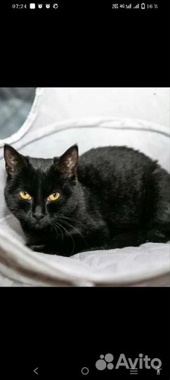 Черная Кошка По имени Салли