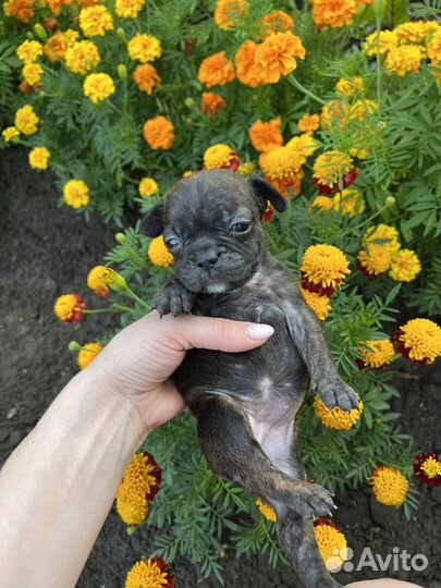 Французский бульдог щенки