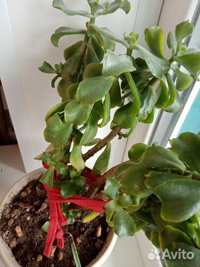 Суккуленты