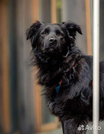 Шикарный раскудрявый пёс ищет дом