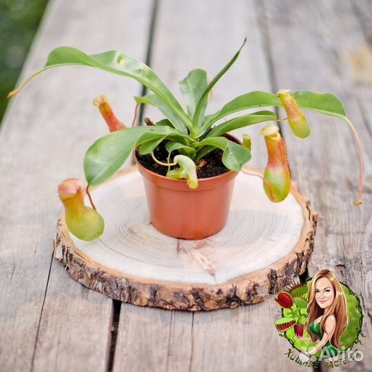 Непентес Вентрата