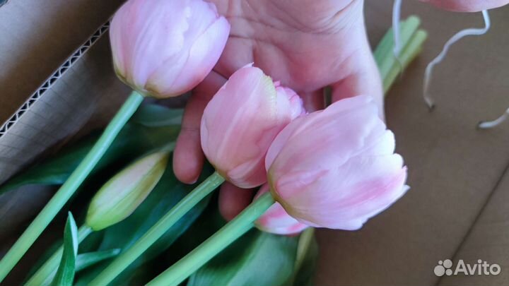 Мимоза ландыши сирень гиацинт подснежники нарцисс