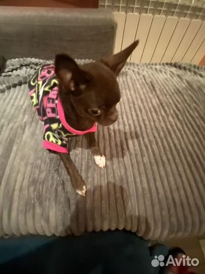 Чихуахуа девочка