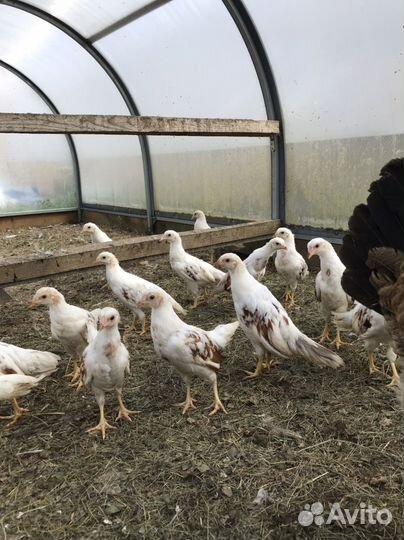 Куры йокогама