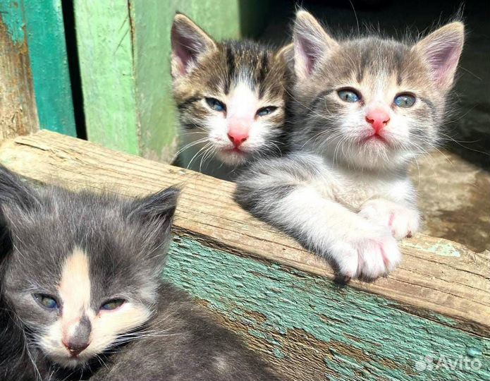 Кошки в добрые руки бесплатно