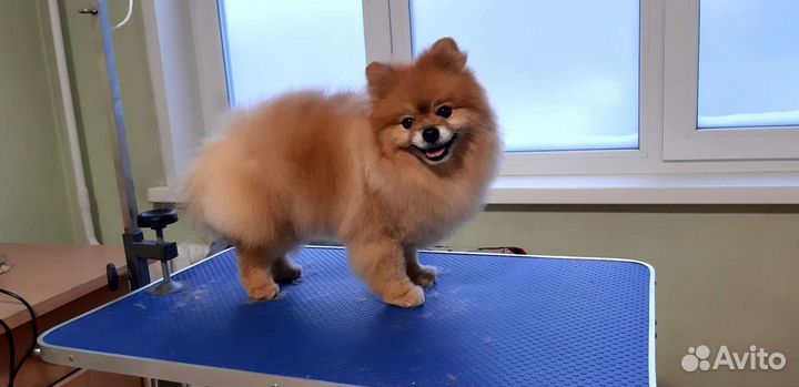 Стрижка собак всех пород