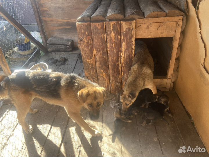 Щенки в добрые руки