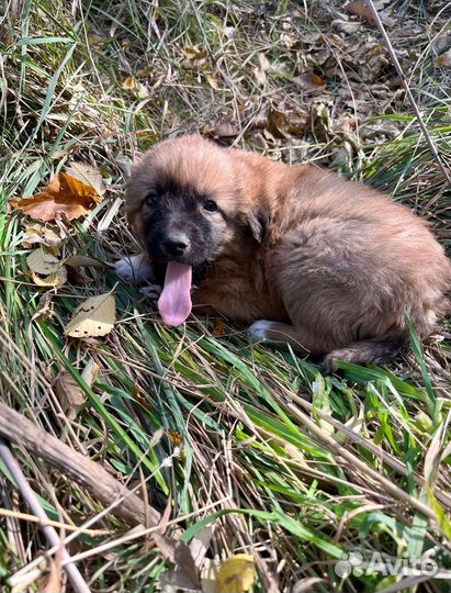 Ищут дом шенки