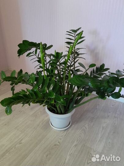 Замиокулькас