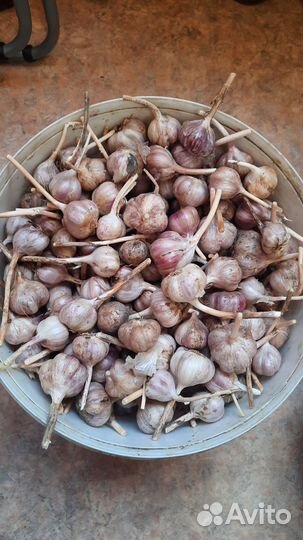 Чеснок озимый