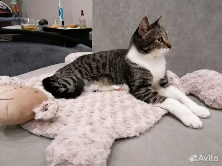 Лежанка для животных