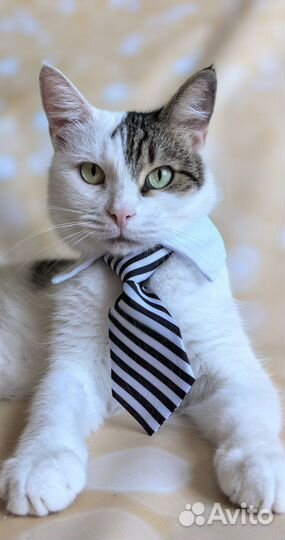 Коты неразлучники братья в добрую семью