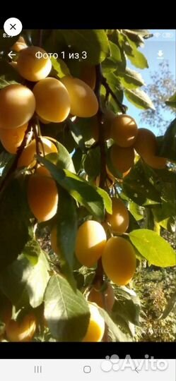 Саженцы сирени, сливы, хрен, облепиха, крыжовник