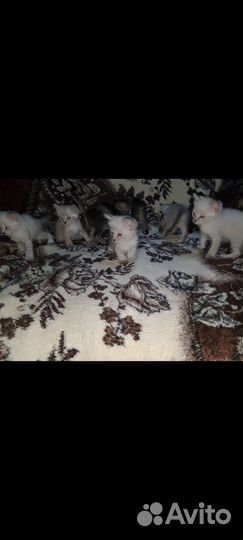 Котята