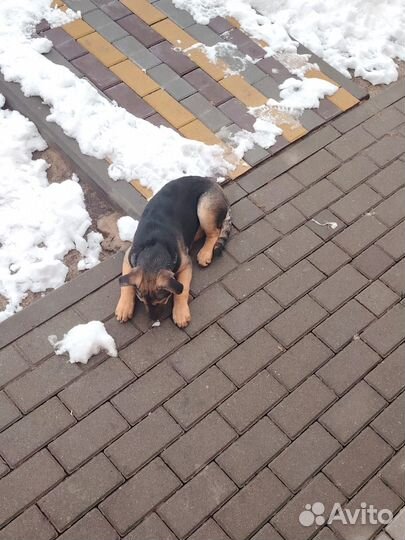 Супер Герда в поисках дома