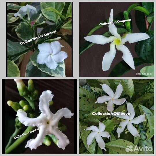 Табернемонтаны несколько видов