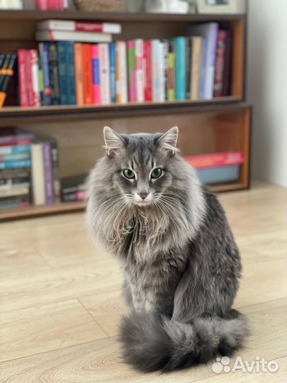 Сибирский кот
