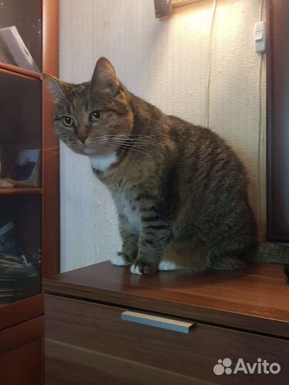 Трехцветка Пышка 2года стерилизованна привита