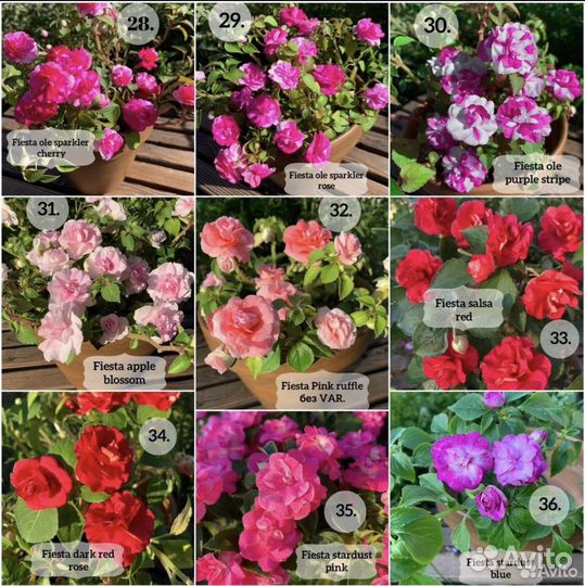 Махровые бальзамины