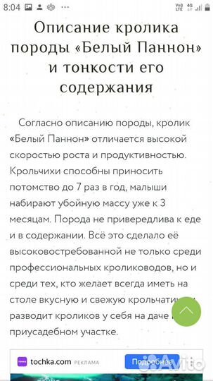 Кролики Белый Паннон