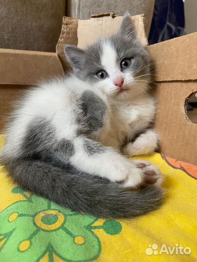 Отдам котенка в добрые руки