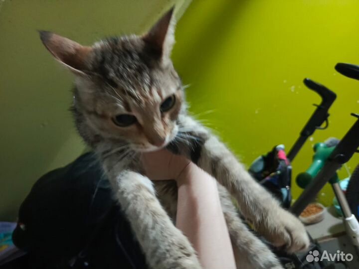 Кошка Ласка Спасите