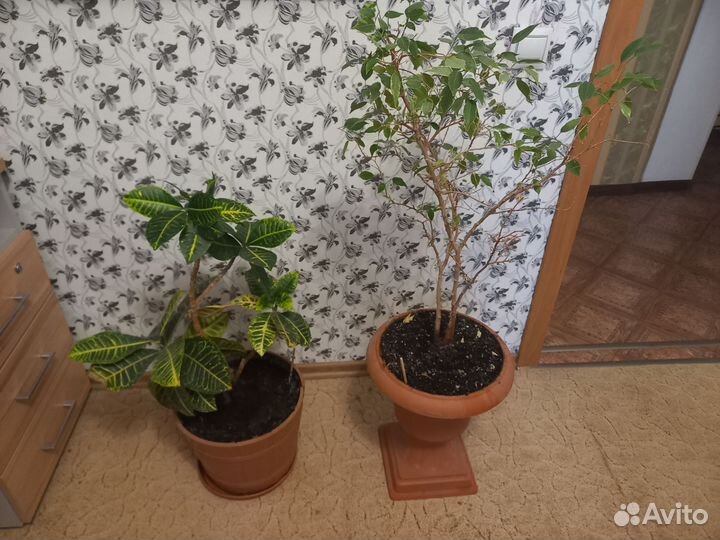 Комнатные цветы