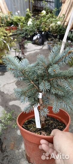 Ель Биалобок