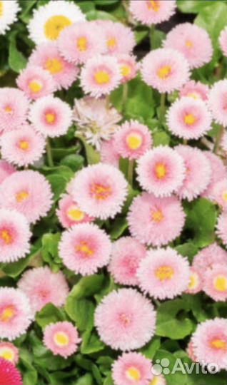 Маргаритки