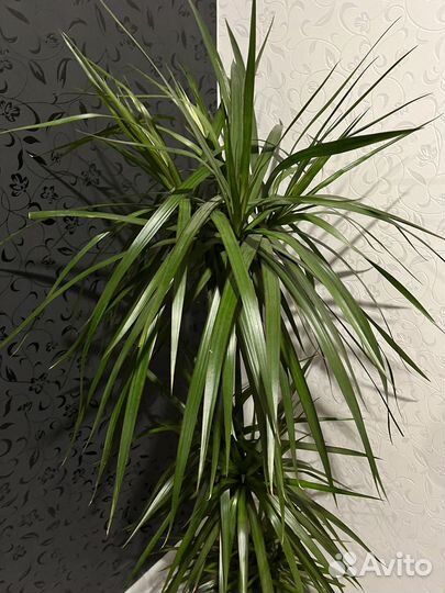 Пальма драцена